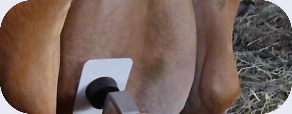 37351@2x firmness tester for noninvasive udder measurement in dairy cows